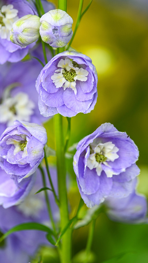 Delphinium grandiflorum screenshot