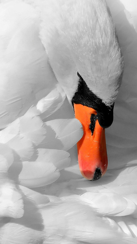 swan (10) screenshot