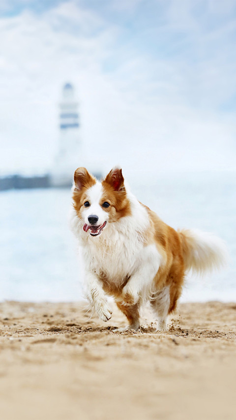 The new challenge of border collies excrement removal screenshot