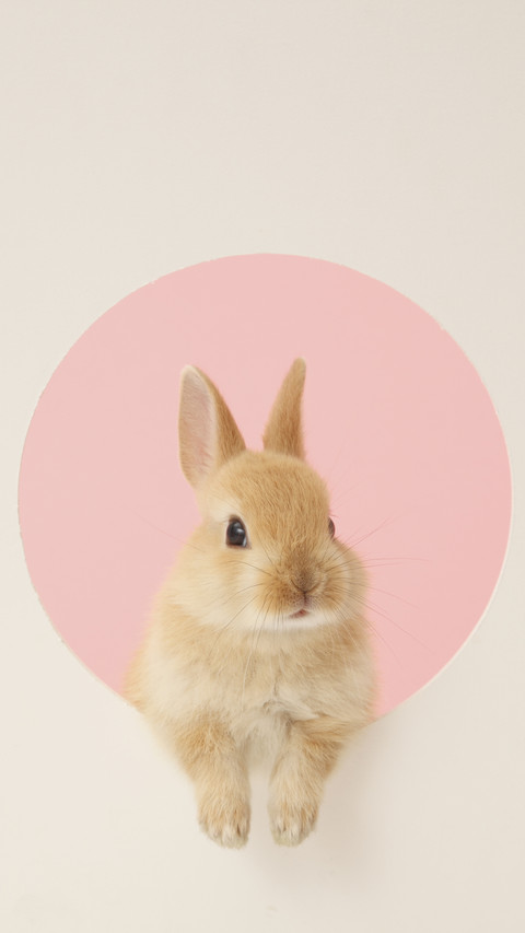 Strange Childrens Pet 4 screenshot
