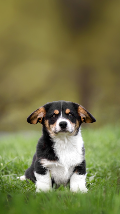 A Corgi Puppy in The Park in The Summer screenshot