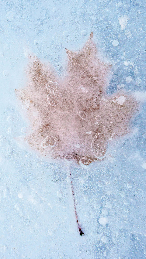 India-frozenleaf screenshot
