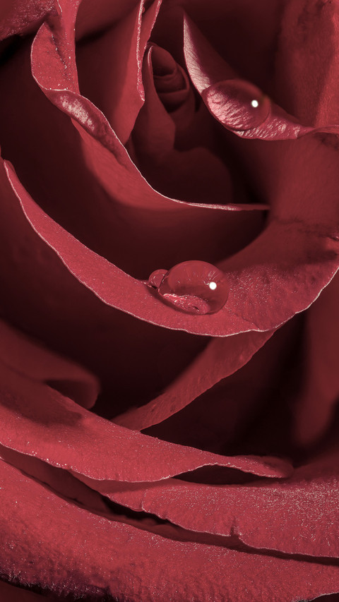 The high level of appearance of six flower screenshot