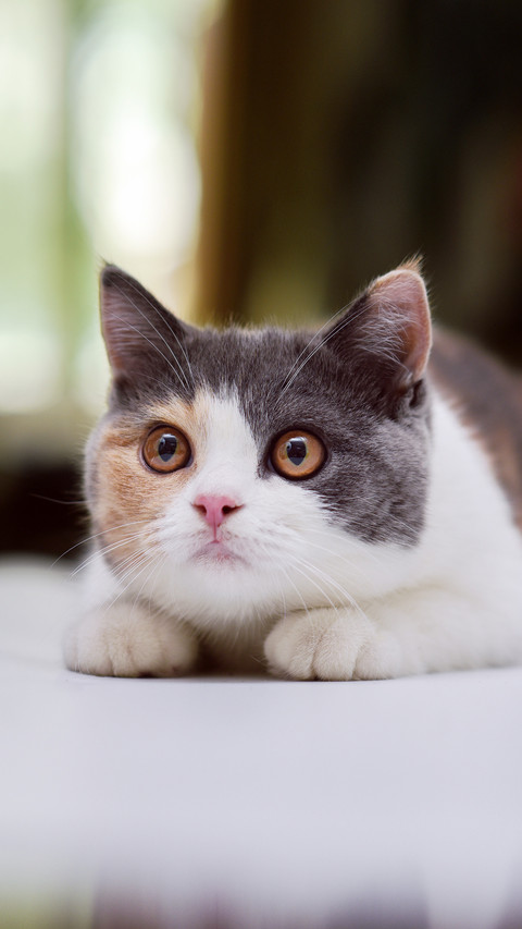 Have you been domesticated by cats 3 screenshot