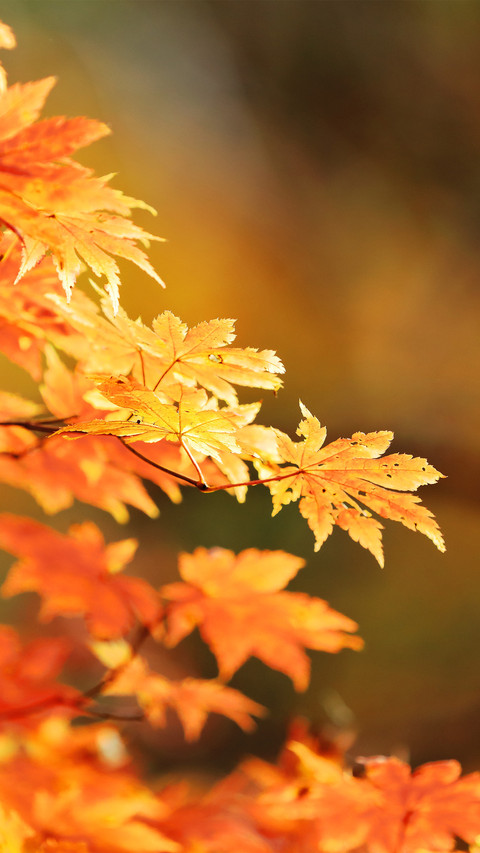 Golden red leaves screenshot