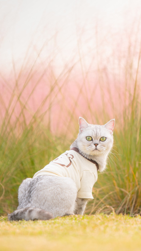British short haired cat silver gradient 19 screenshot