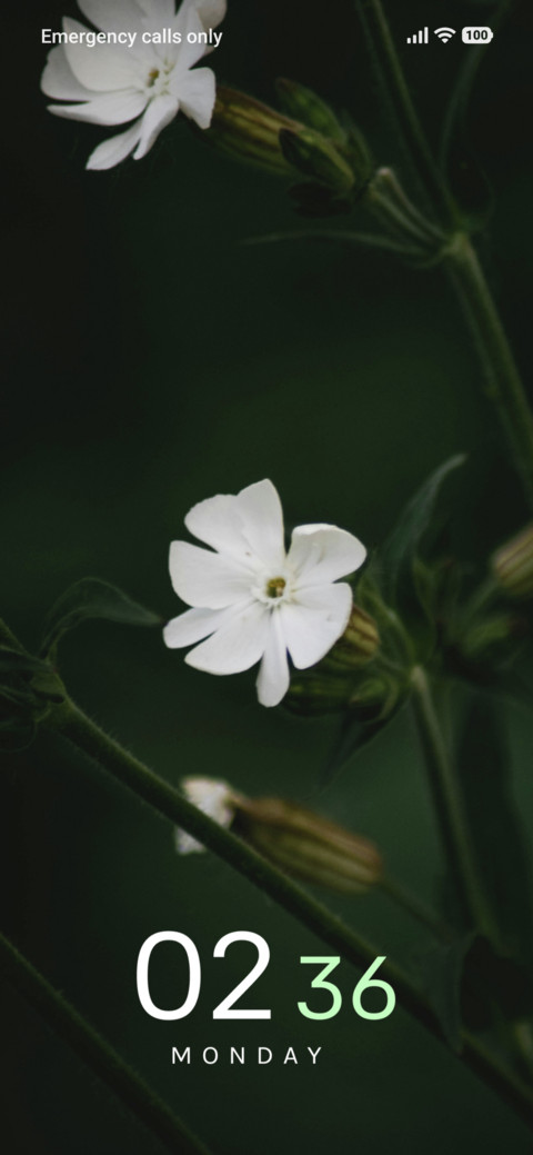 Pearl Bloom screenshot