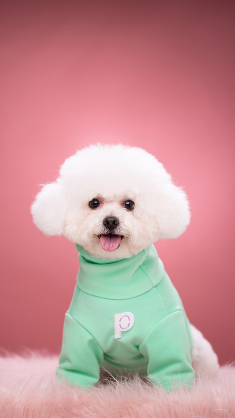 Greenclothed bichon frises screenshot
