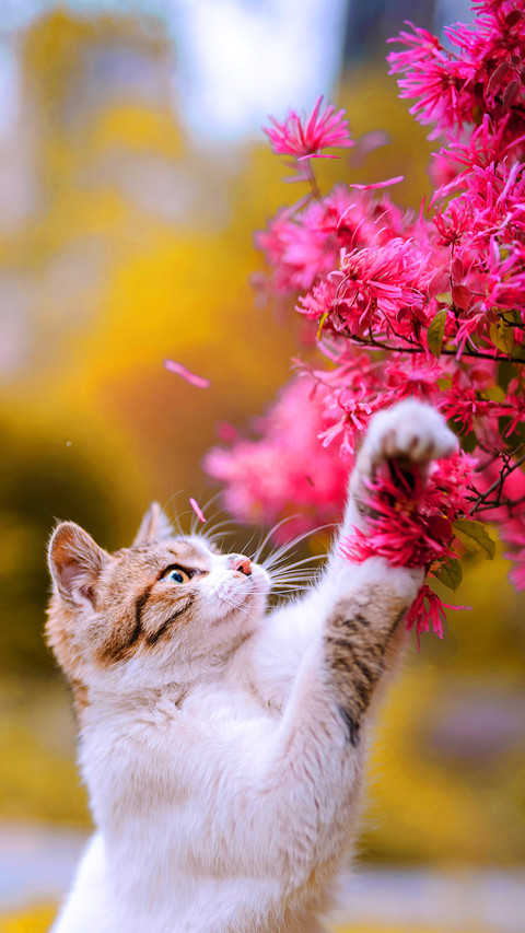 The little cat in the sea of flowers screenshot