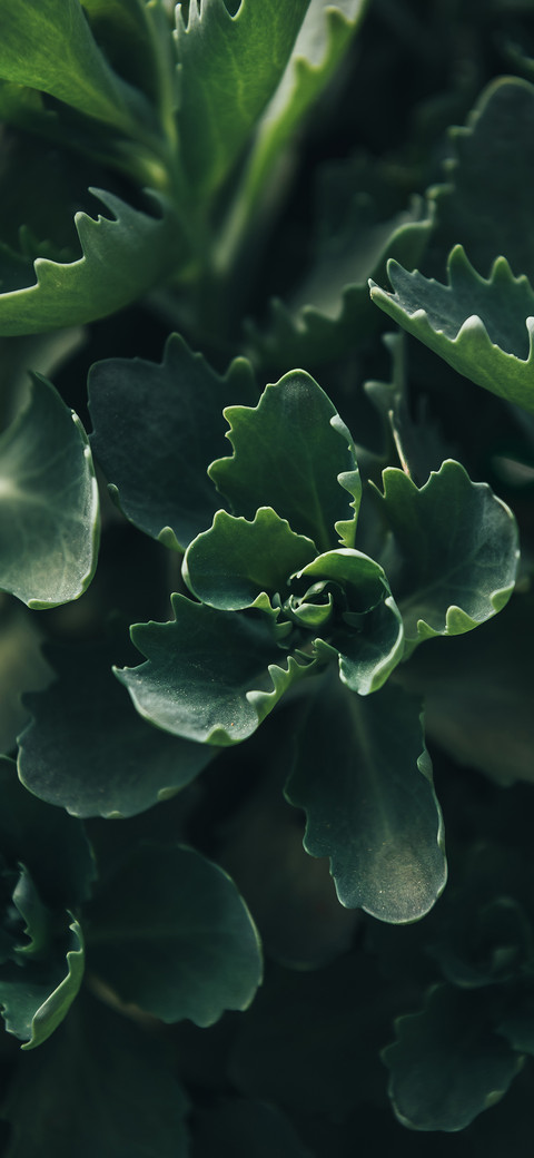 Shadows of Green Leaves-PAIXIN screenshot