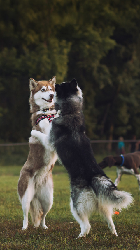 A dog that bumps into the face and easily recognizes mistake screenshot
