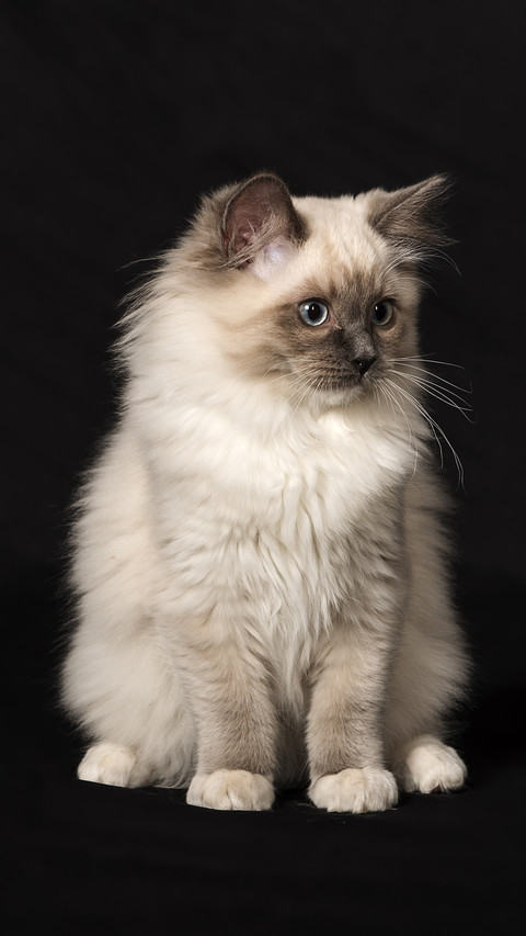 How to reduce cat hair loss 76 screenshot