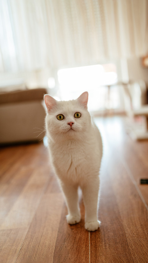 White beautiful cute cat standing at the living room screenshot