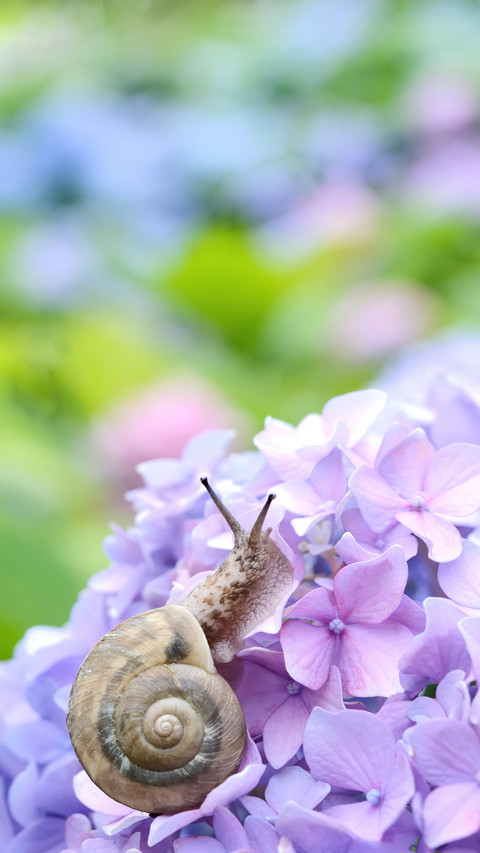 Snail on pink hydrangea 13 screenshot