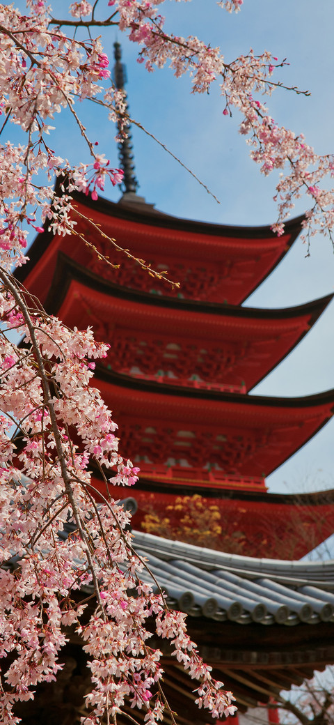 beautiful Japan-PAIXIN screenshot