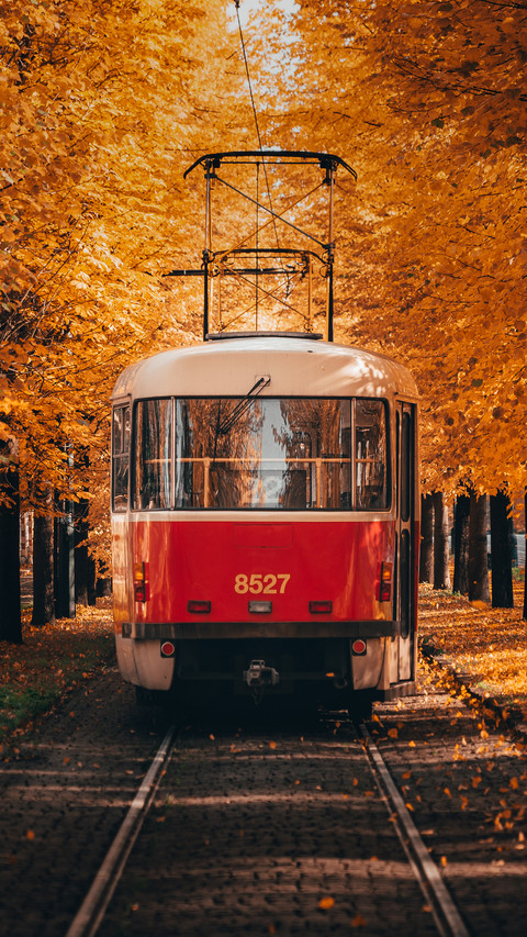 Yellowed Leaves And Tram screenshot
