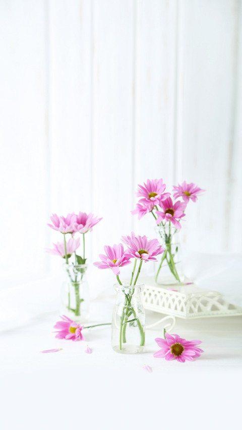 Pink Chrysanthemum Flowers on White Wooden Background screenshot