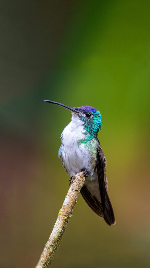 We are color blind compared to hummingbirds screenshot