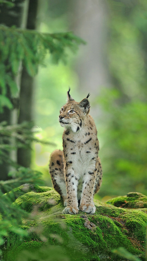 A Civet Cat Standing on The Moss in The Forest screenshot