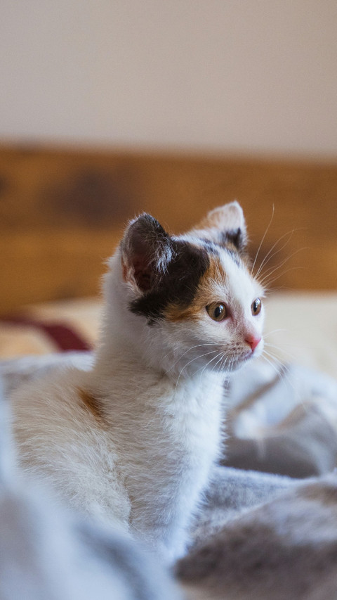 A Cute Cat Sitting on The Blanket screenshot