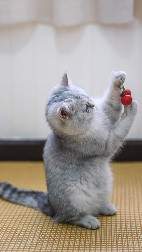 Greedy for cherries screenshot