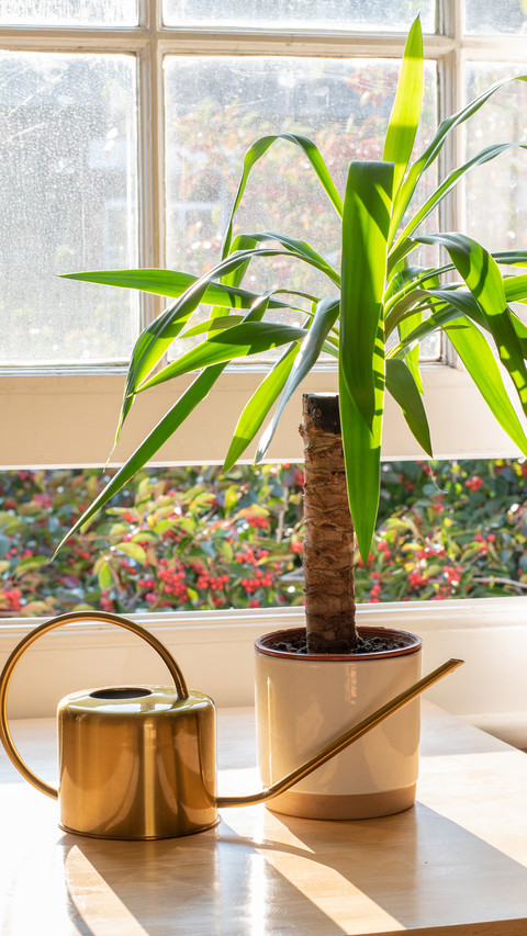 Home plants screenshot