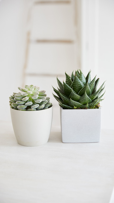 Recommendations for indoor potted green plants 17 screenshot