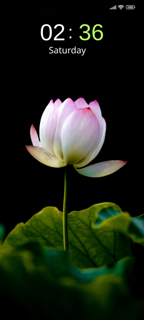 Petal Charm screenshot