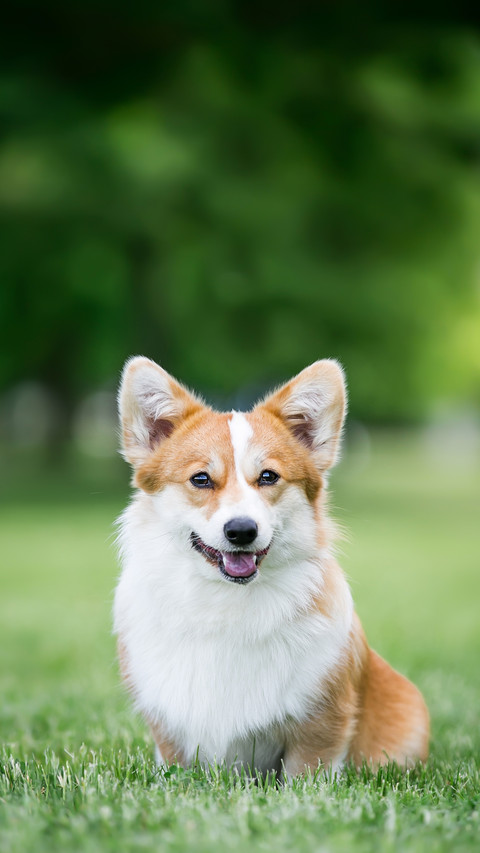 A Corgi pembroke Dog  Lying on Grass screenshot
