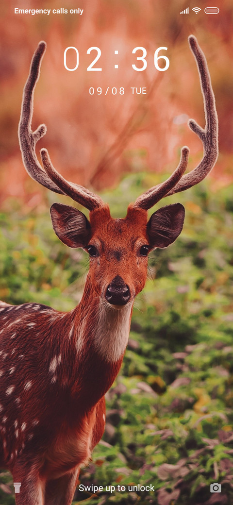 Deer 2_3MDS screenshot