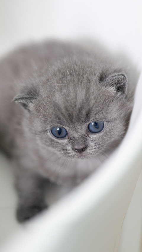 Dont Father Cat Love Kittens screenshot