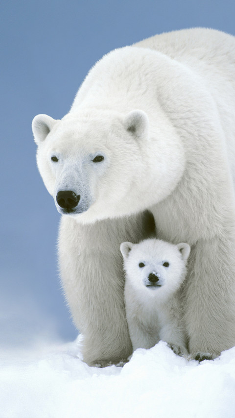 Polar bear mom with cub manitoba canada screenshot