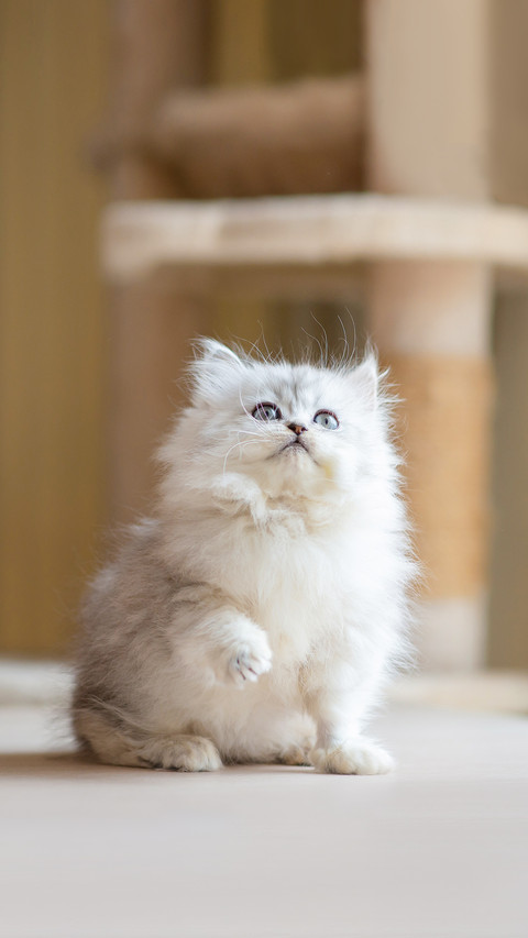 Cute persian kitten playing feather toy on wood table screenshot