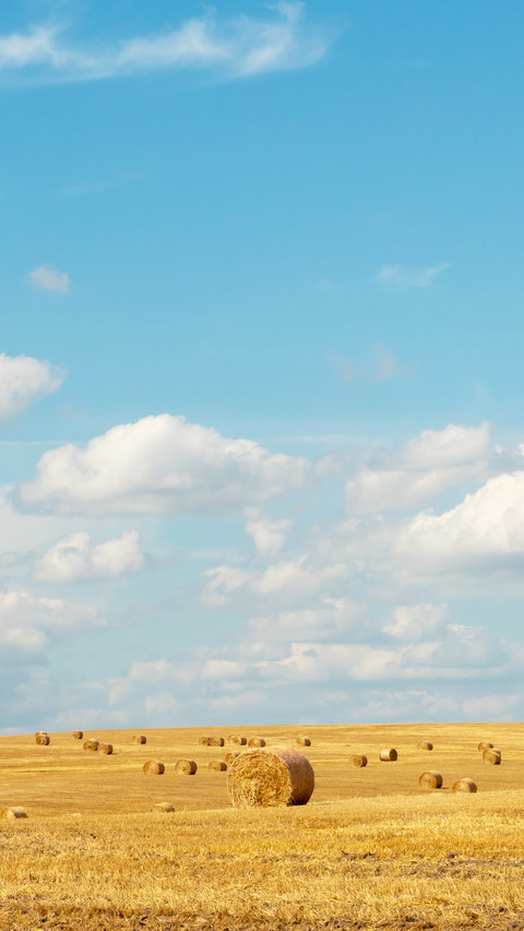Hay bales dry in the field on a warm summer day screenshot