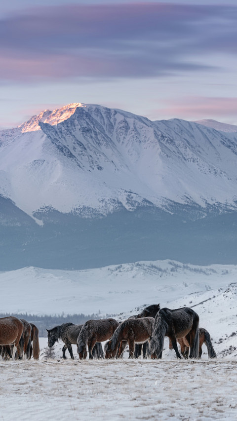 Horses Foraging on The Grass Under The Snow-capped Mountains screenshot