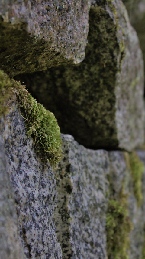 Finnish ancient wall moss idea screenshot
