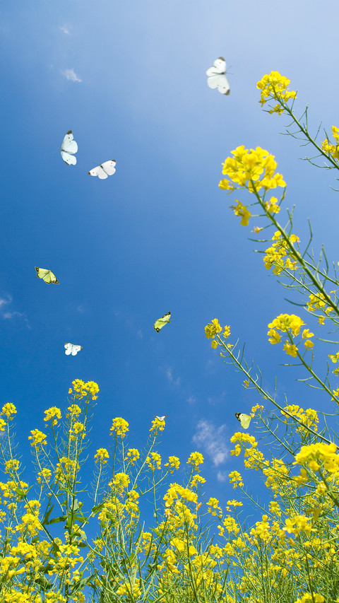 Rapeseed and butterflies screenshot