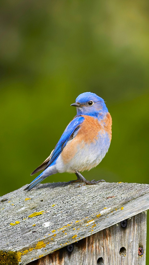 A little bird with a naturally gradient plumage screenshot
