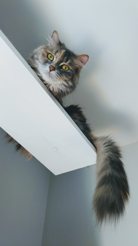 Help meow people maintain balance 51 screenshot