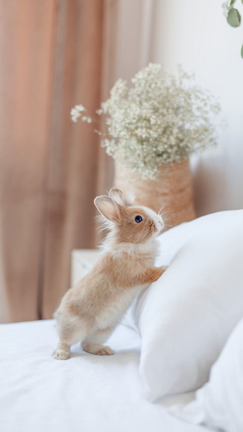 Rabbit Lying on The Pillow screenshot