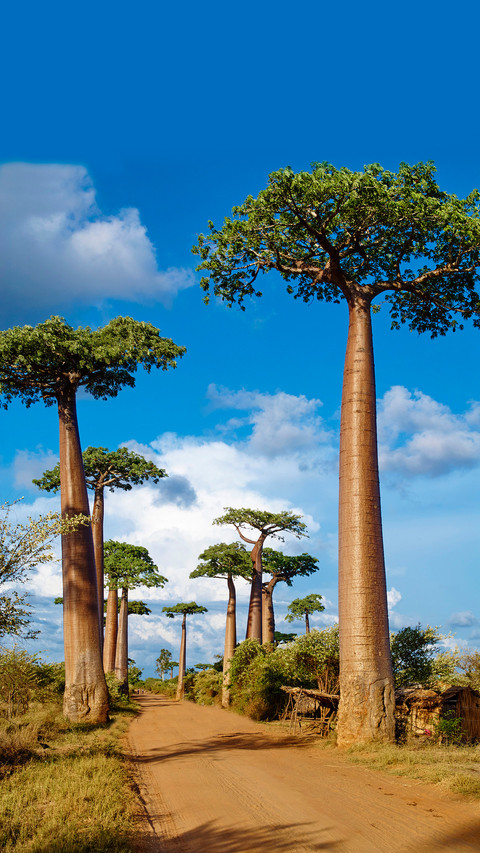 Monkey bread tree screenshot