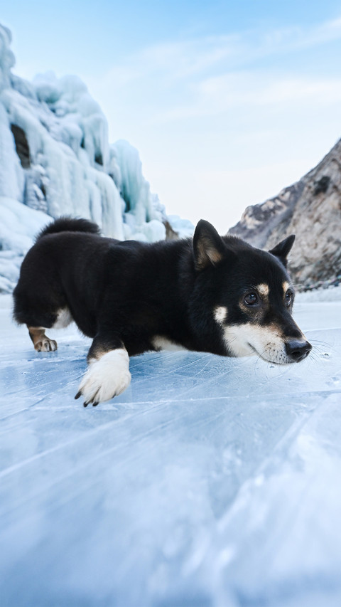 A shiba inu lying on the glacier screenshot