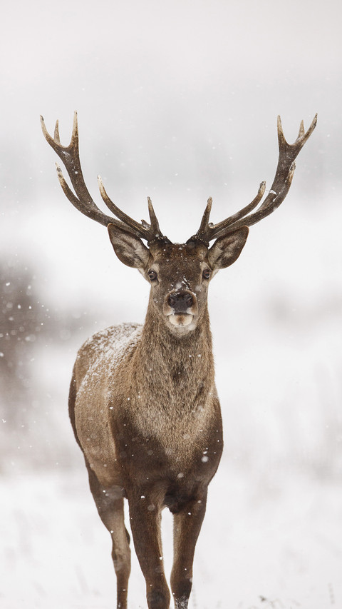 india-deer screenshot