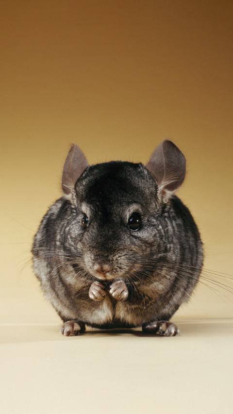 A comprehensive guide to the care of chinchillas screenshot
