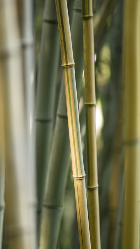 PAIXIN-plant (3) screenshot