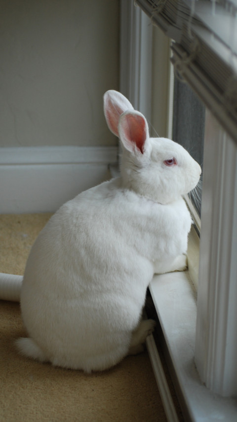 Rabbit (2) screenshot