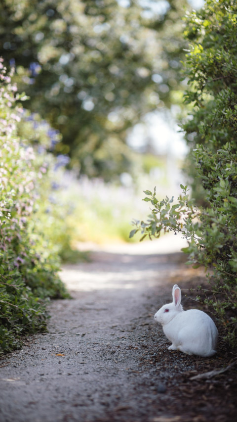 Rabbit (7) screenshot