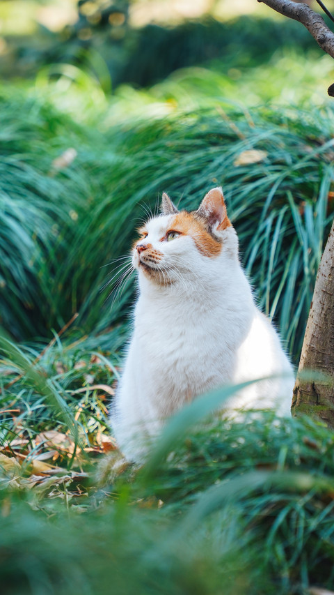 The cat at xiyuan temple screenshot
