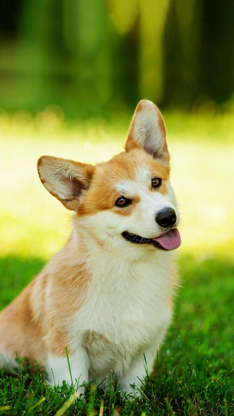 Dog84 screenshot
