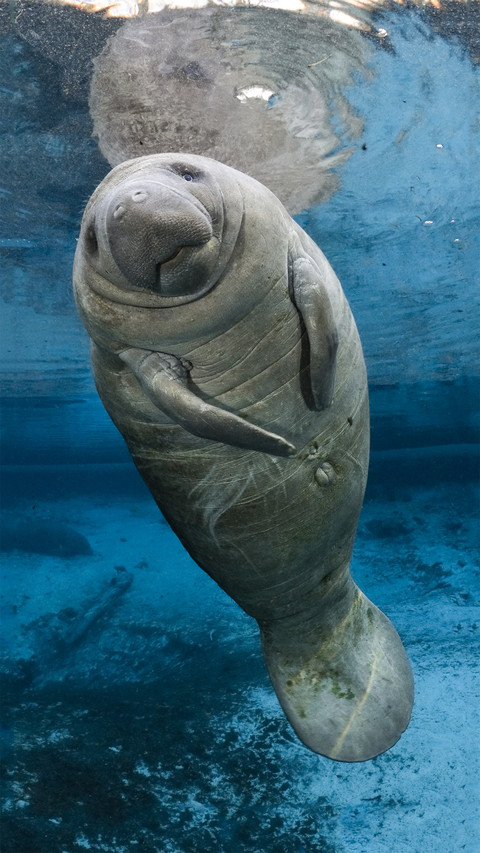 Mermaid in the real world 28 screenshot